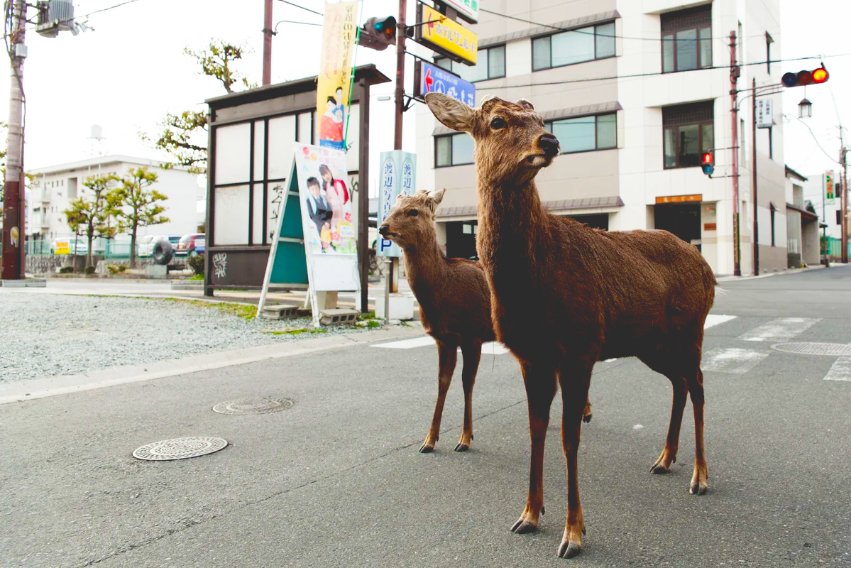 COVID-19: Anti Coronavirus Measures and their Environmental and Social Impact