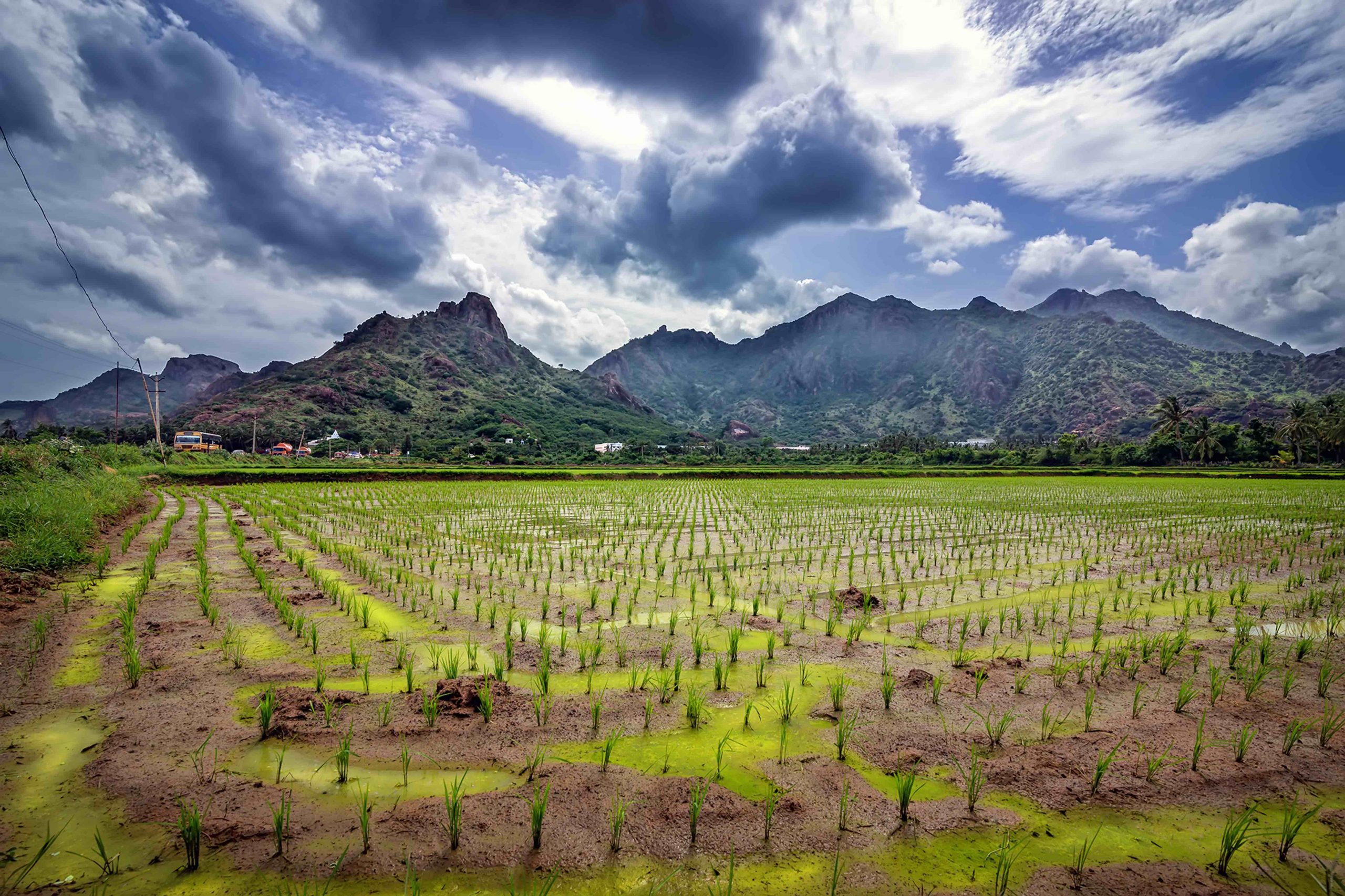 India’s Agriculture: The Failure of the Success