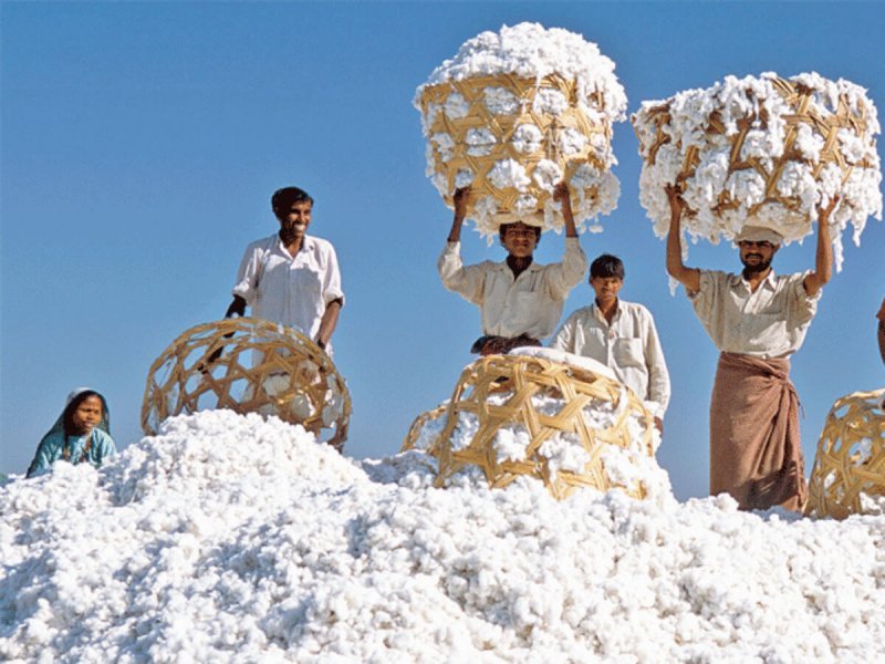 GM insect-resistant Bt cotton boosted India’s crop yields? Differing Experts