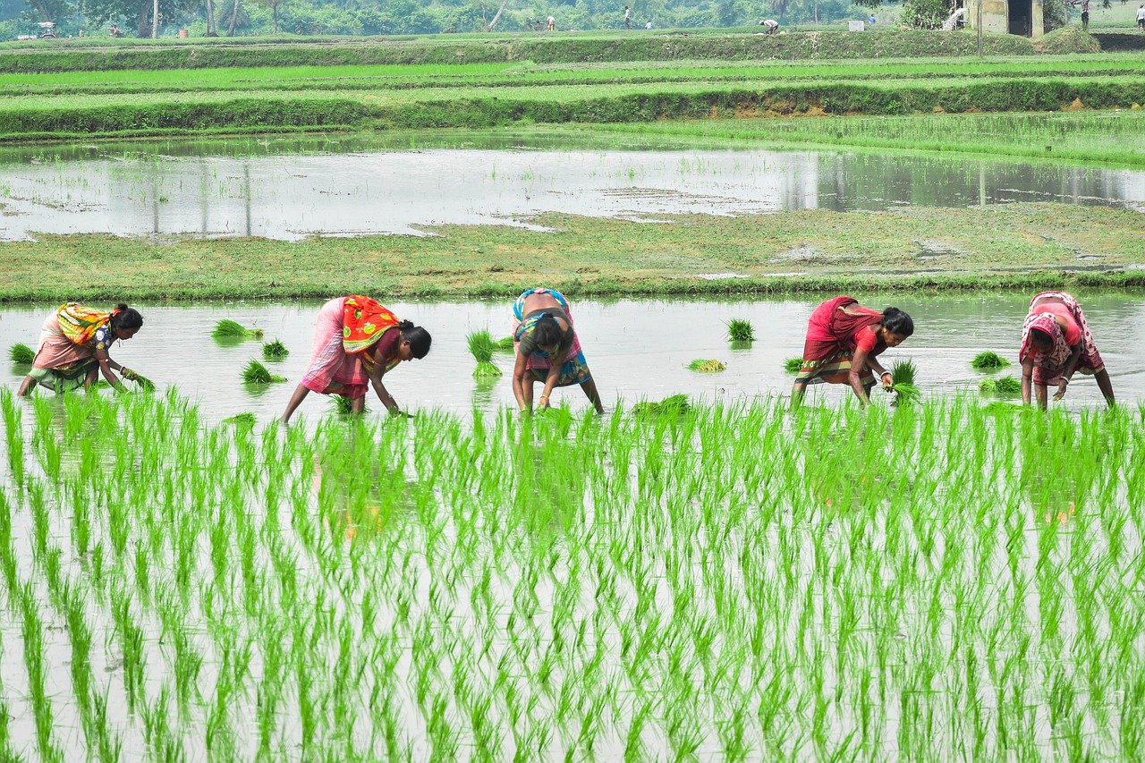 Contract Farming in India: A long-pending Reform but not a Panacea for all Agri-issues