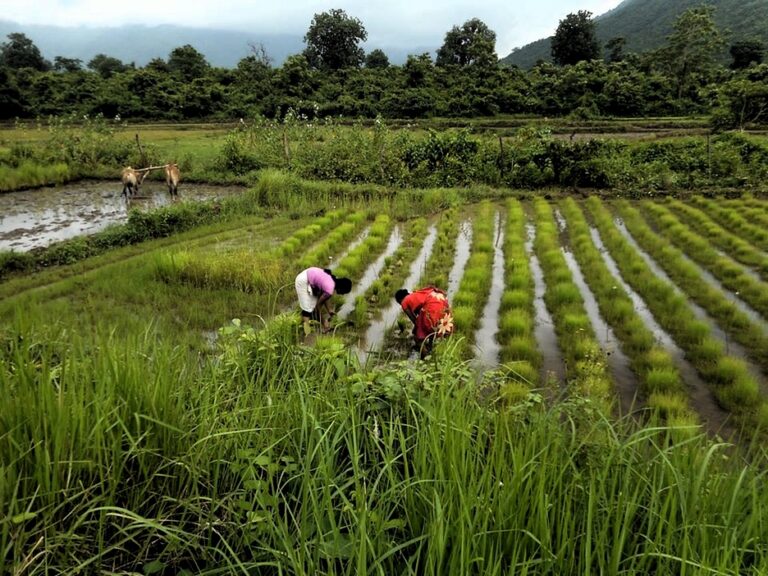 Valuing Folk Crop Varieties for Agroecology and Food Security