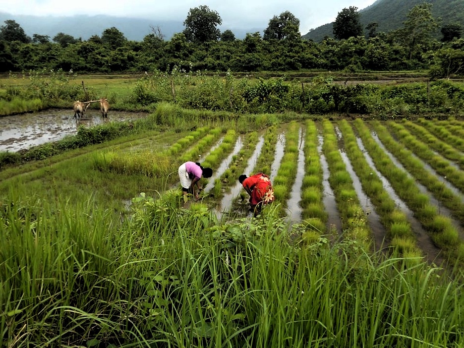 Valuing Folk Crop Varieties for Agroecology and Food Security