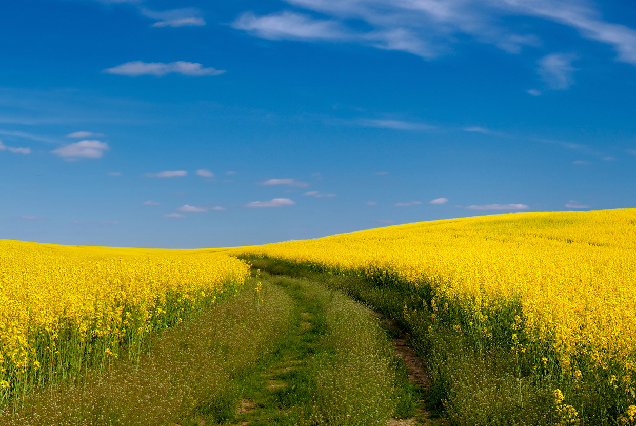 The New World and the Ukraine-Russia Breadbasket – Book review of “Oceans of Grain”