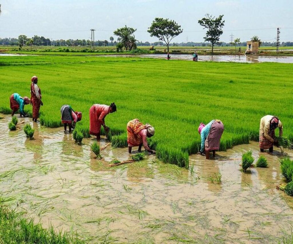 Rural Agriculture and the new wave of Migrant Workers to Rural Space