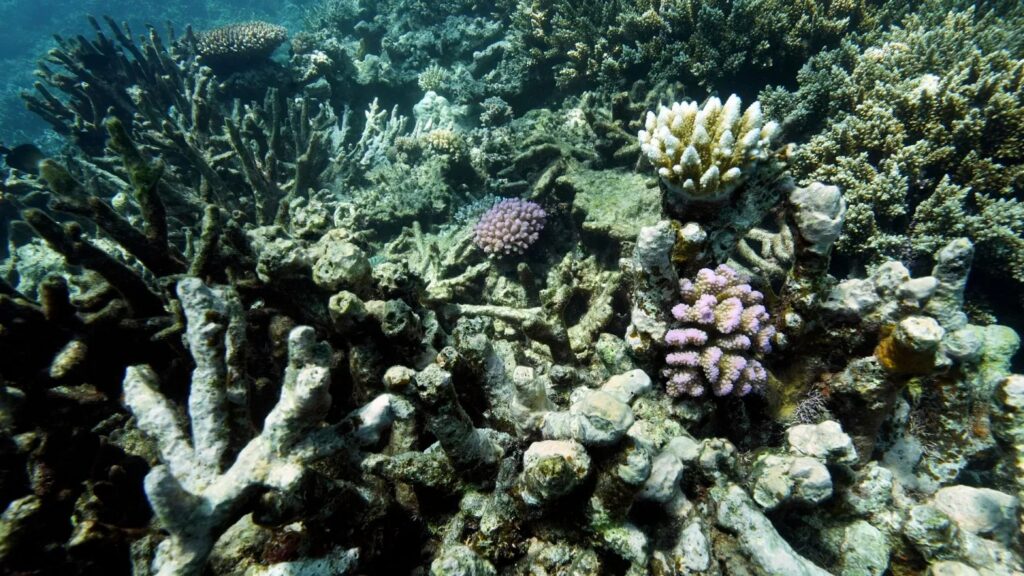 Seabed: “to mine or not to mine”